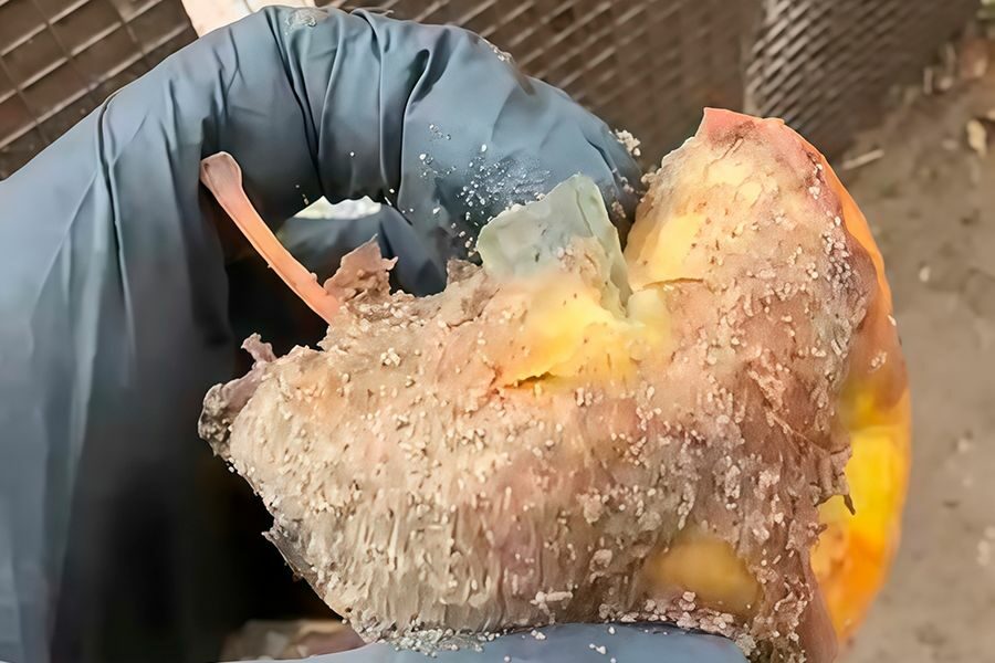 «Это диверсия!»: яблоко с «начинкой» из стекла подбросили животным в Новосибирском зоопарке