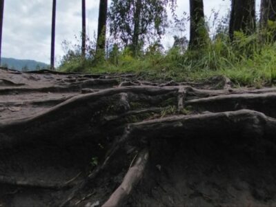 В новосибирском турклубе сказали, сколько дней продержится заблудившийся в лесу