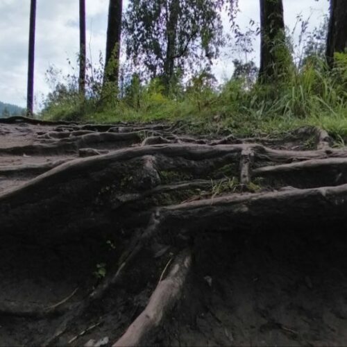 В новосибирском турклубе сказали, сколько дней продержится заблудившийся в лесу