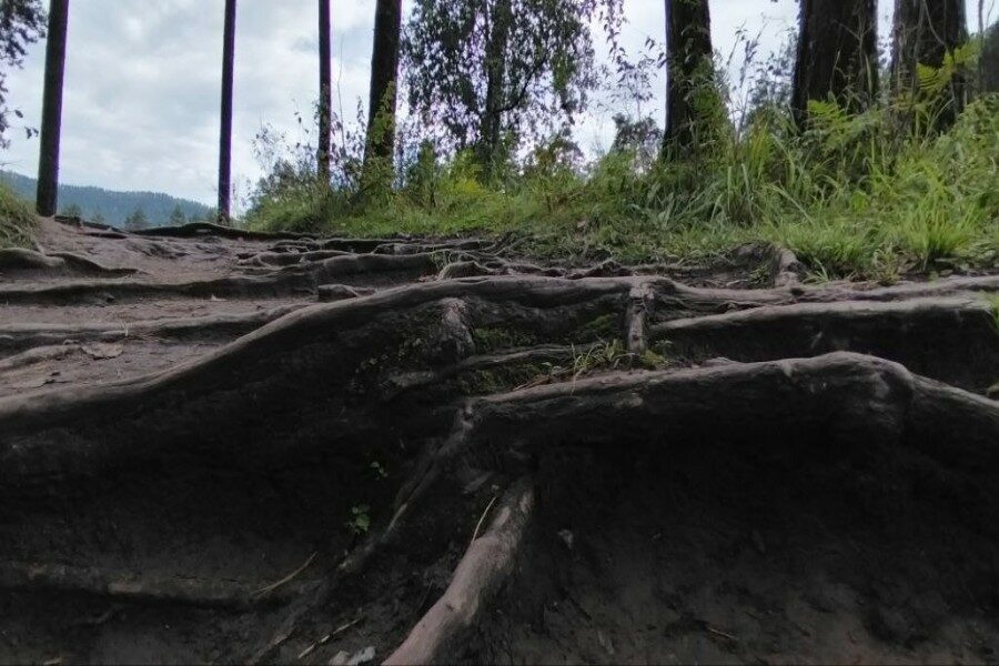 В новосибирском турклубе сказали, сколько дней продержится заблудившийся в лесу