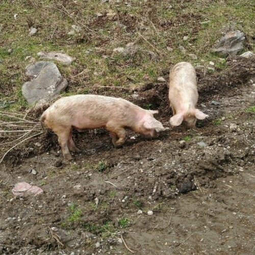 В селах Новосибирской области из-за инфекции изъяли более пяти тысяч свиней