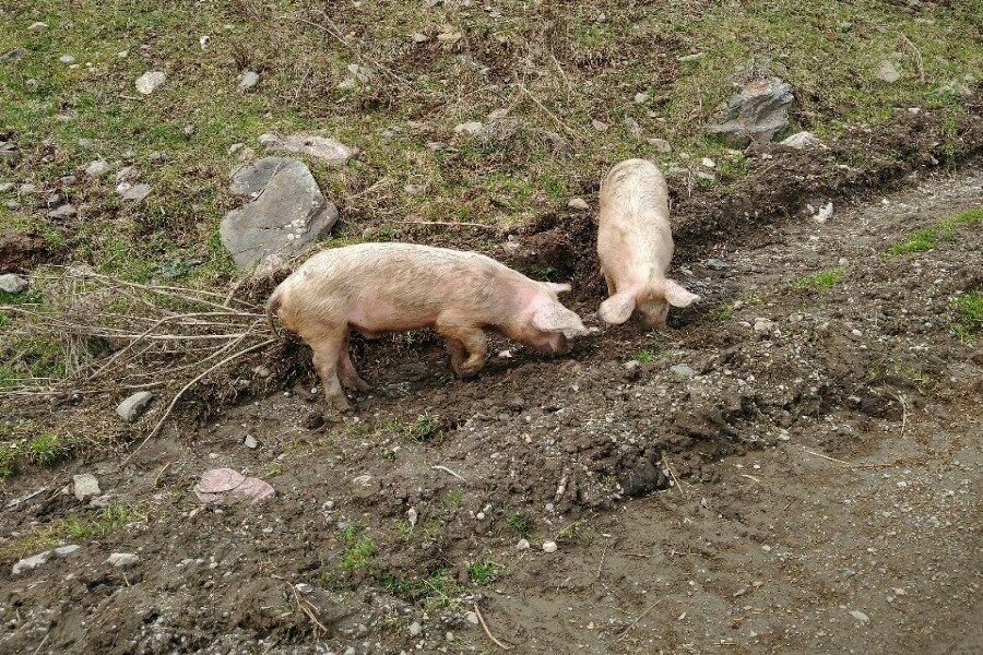 В селах Новосибирской области из-за инфекции изъяли более пяти тысяч свиней