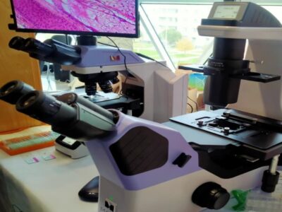 Новосибирские ученые запатентовали средство против гриппа из мицелия грибов