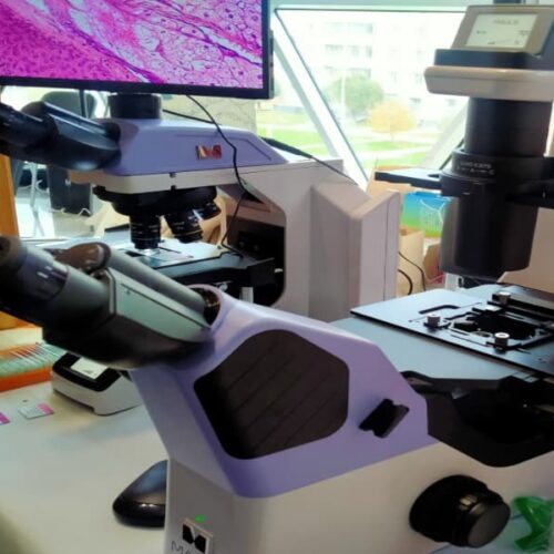 Новосибирские ученые запатентовали средство против гриппа из мицелия грибов