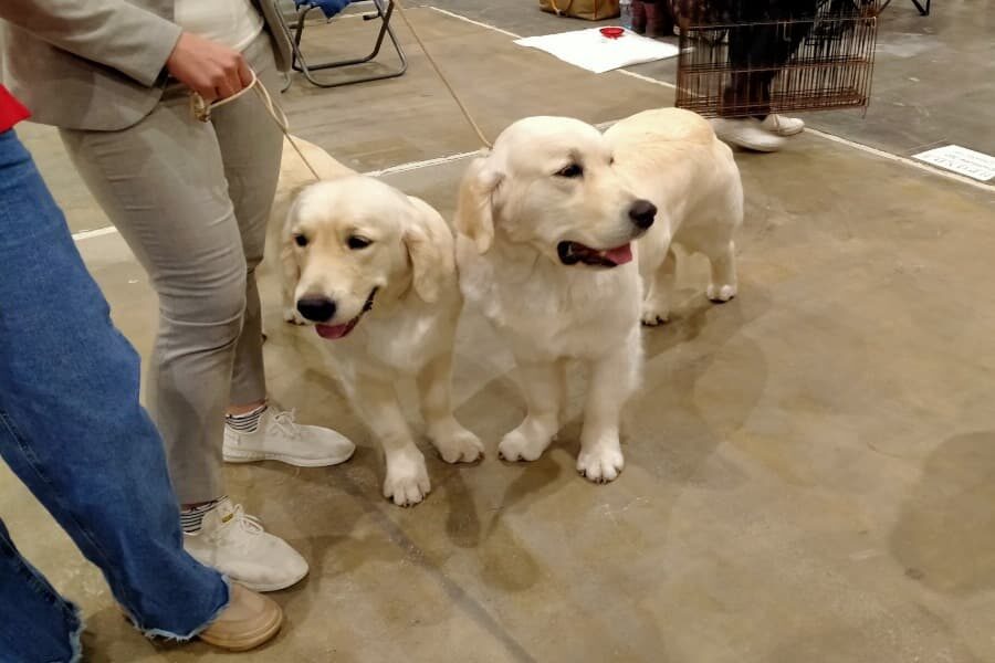 В Новосибирске выросли продажи зоотоваров, животным покупают роботов и лакомства