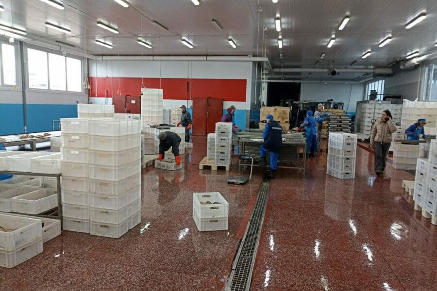 Новосибирская область нарастила экспорт рыбы в Казахстан и Китай