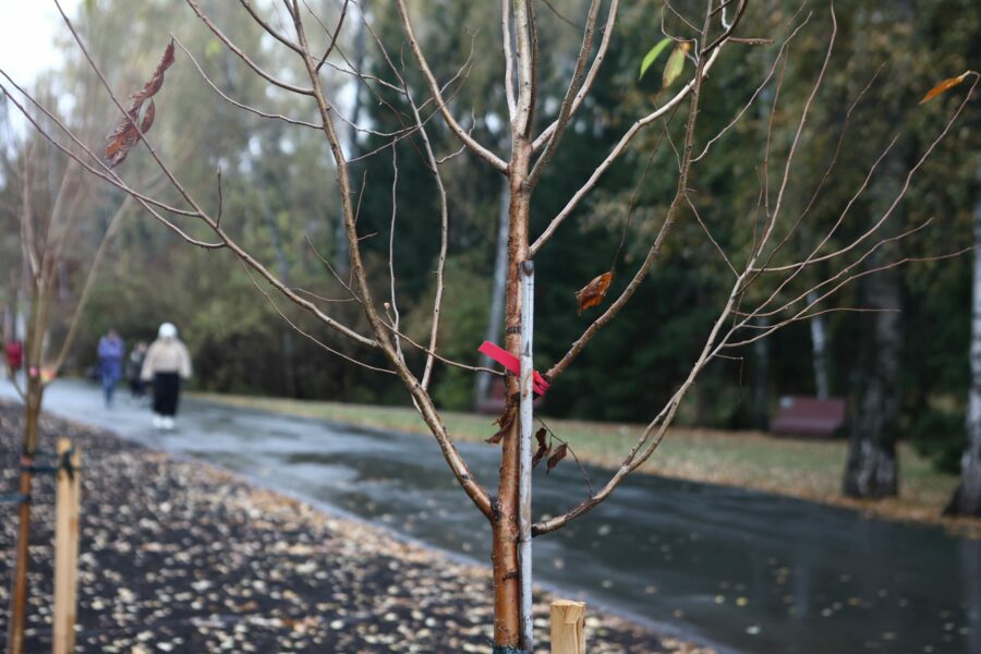 Озеленение