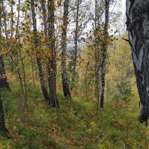 Юристы в Новосибирске рассмотрели дела о продаже земли в лесном фонде и нацпарке