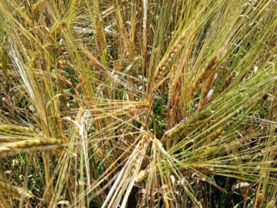 В Новосибирске возможные потери аграриев из-за снега оценили в миллиарды рублей