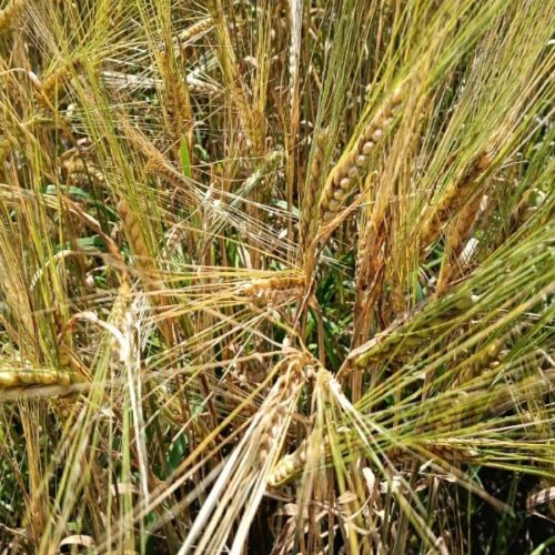 В Новосибирске возможные потери аграриев из-за снега оценили в миллиарды рублей