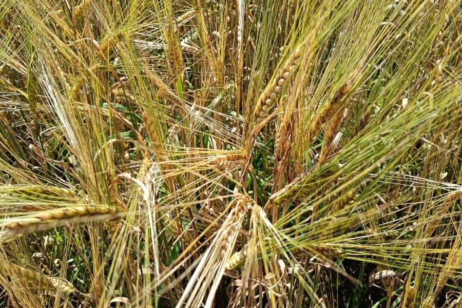 В Новосибирске возможные потери аграриев из-за снега оценили в миллиарды рублей