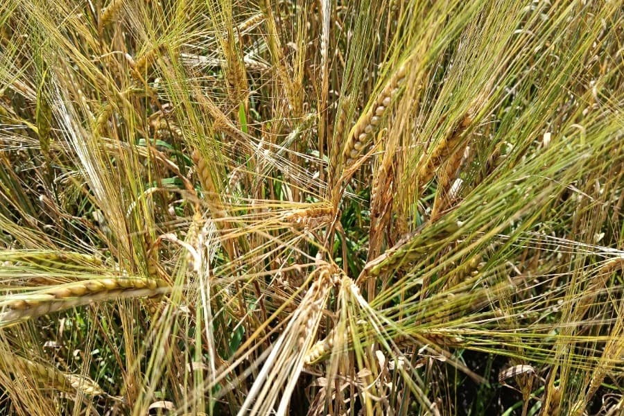 В Новосибирске возможные потери аграриев из-за снега оценили в миллиарды рублей