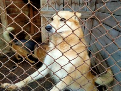 «Все приюты заполнены»: ветслужба назвала число безнадзорных животных в Новосибирской области