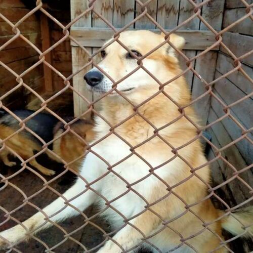 «Все приюты заполнены»: ветслужба назвала число безнадзорных животных в Новосибирской области