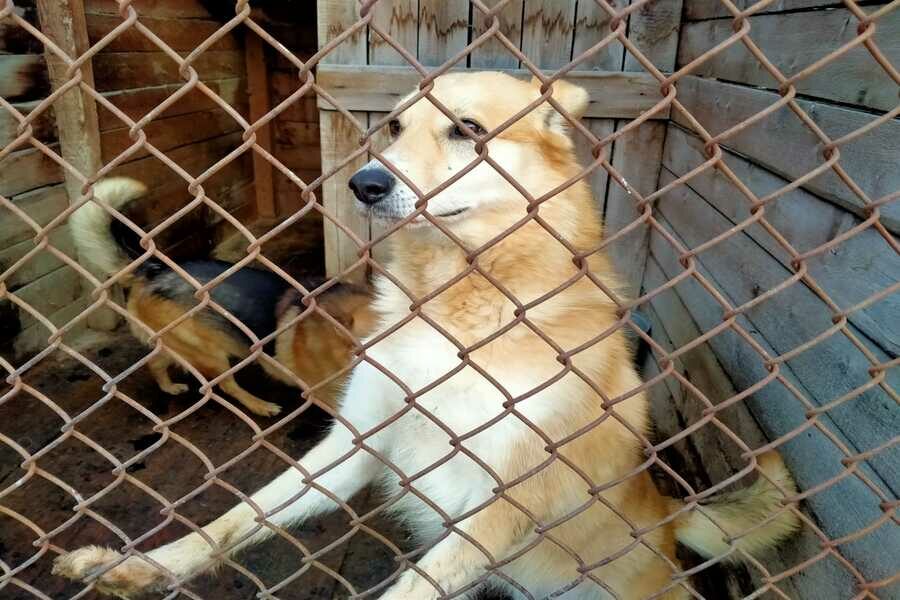 «Все приюты заполнены»: ветслужба назвала число безнадзорных животных в Новосибирской области