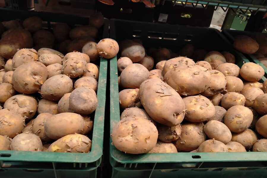 В Новосибирской области зарегистрировано рекордное снижение цен на картофель