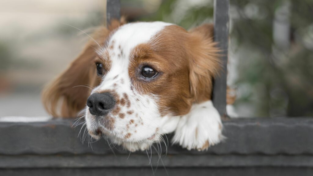 В Новосибирской области усилят контроль за бездомными животными по закону