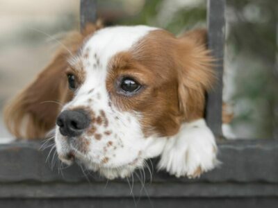 В Новосибирской области усилят контроль за бездомными животными по закону