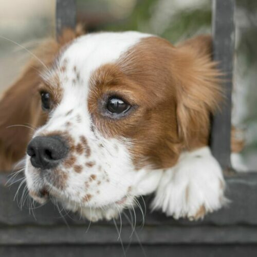 В Новосибирской области усилят контроль за бездомными животными по закону