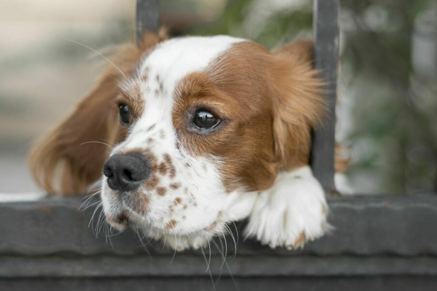 В Новосибирской области усилят контроль за бездомными животными по закону
