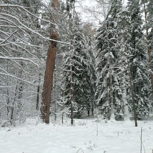 В Новосибирске на выходных ожидаются ночные морозы
