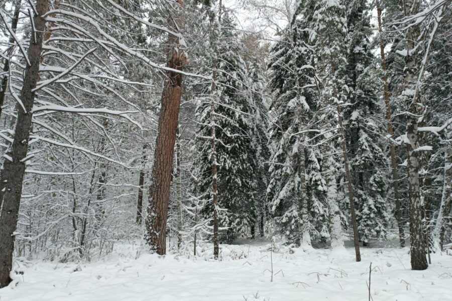 В Новосибирске на выходных ожидаются ночные морозы