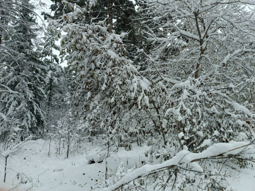 В Новосибирске подготовили 19 площадок для складирования снега