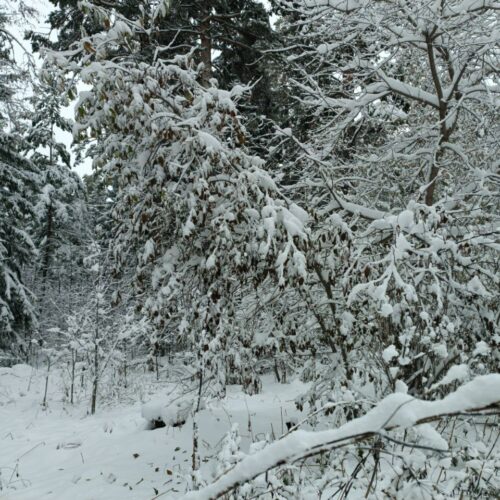 В Новосибирске подготовили 19 площадок для складирования снега