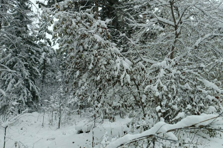 В выходные в Новосибирской области ожидается мороз до -14 градусов