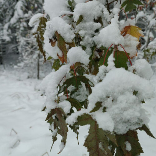 дерево в снегу