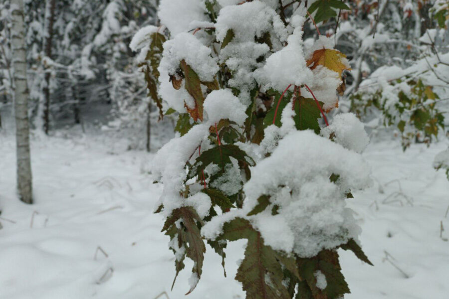 дерево в снегу