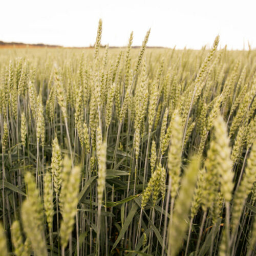 В двух районах Новосибирской области введен режим ЧС из-за уборки урожая