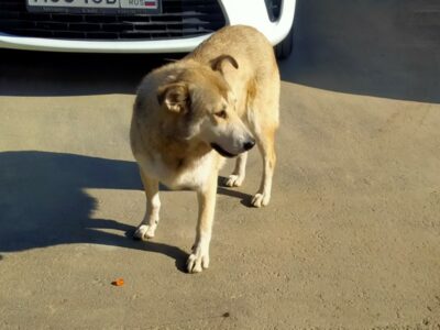 В Новосибирске создали петицию против закона об умерщвлении бездомных собак