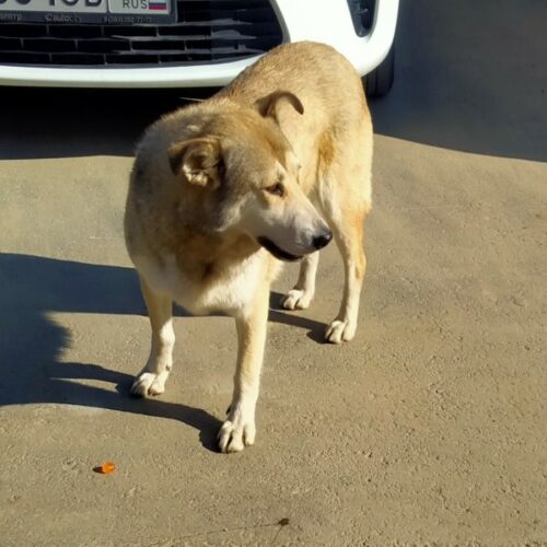 В Новосибирске создали петицию против закона об умерщвлении бездомных собак