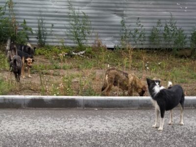 ПВС и умерщвление: в Новосибирске разработан новый закон о борьбе с бездомными животными