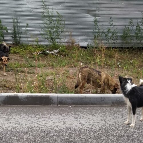 ПВС и умерщвление: в Новосибирске разработан новый закон о борьбе с бездомными животными