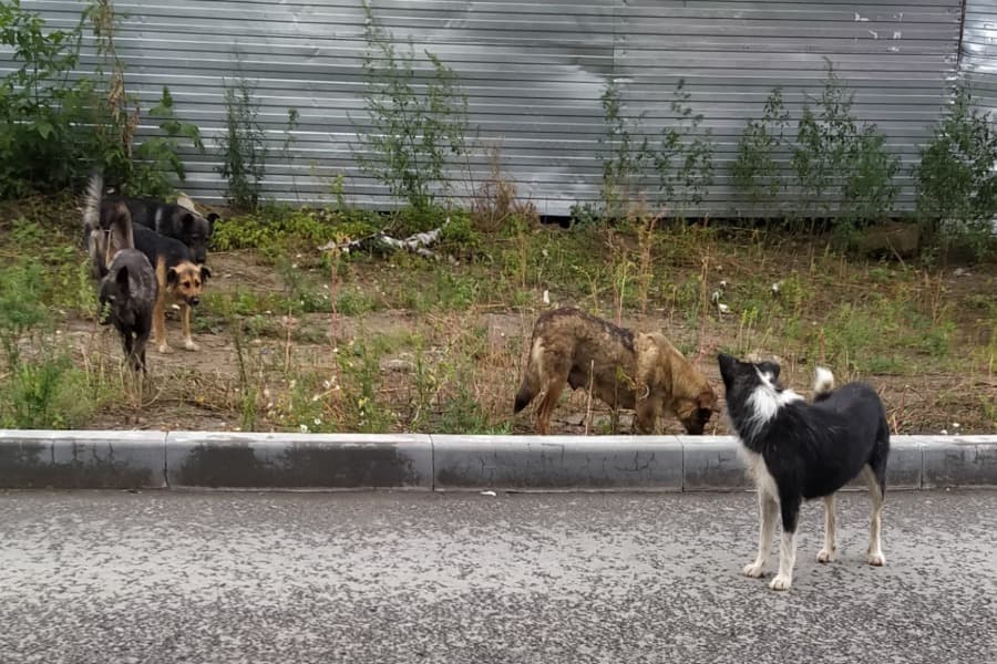 ПВС и умерщвление: в Новосибирске разработан новый закон о борьбе с бездомными животными