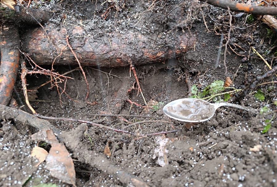 Корни деревьев раскапывают представители совершенно другого биологического вида — «кладоискатели» из числа гомосапиенсов