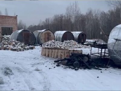 «Черные лесорубы» вырубили в Новосибирской области более 500 деревьев