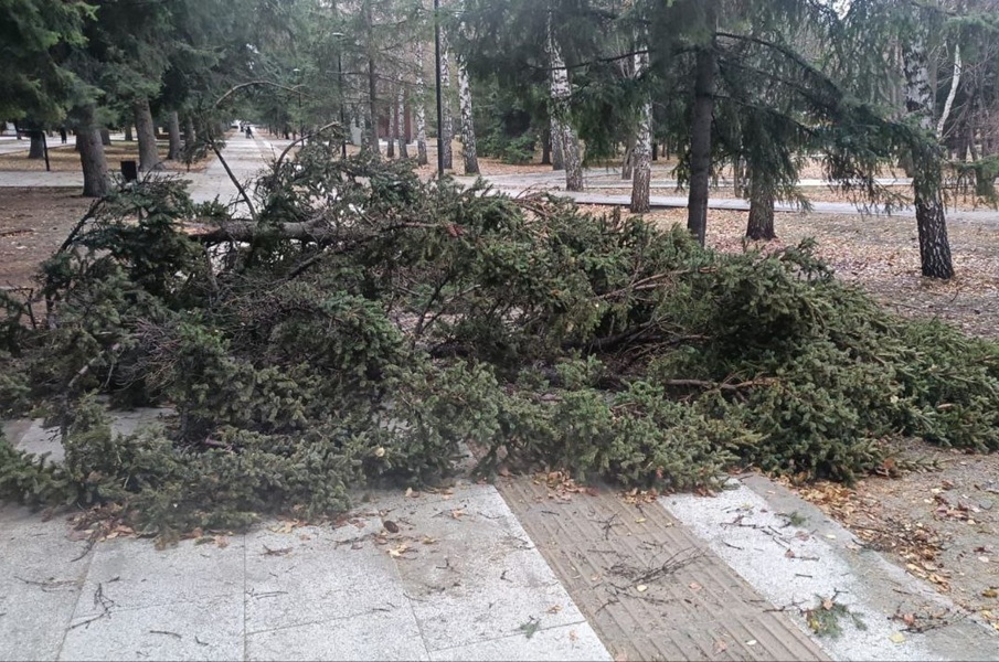 На «Монументе Славы» дерево рухнуло на пожилую пару, которая гуляла по аллее.