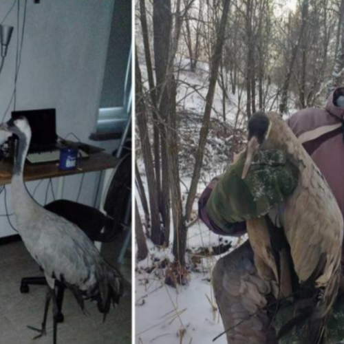 Учёный из Новосибирска спас раненого журавля