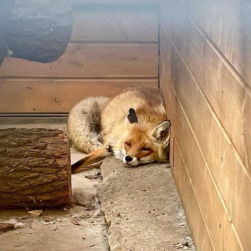 Лисица пугает жителей Затулинки в Новосибирске