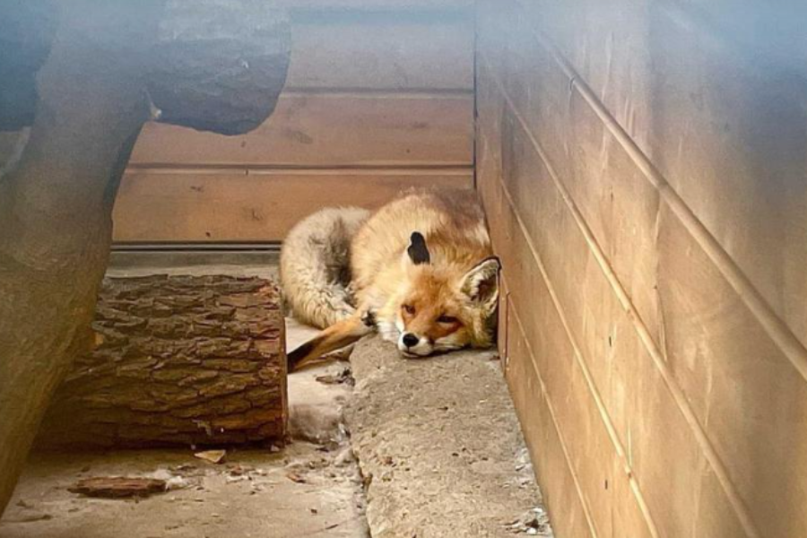 Лисица пугает жителей Затулинки в Новосибирске