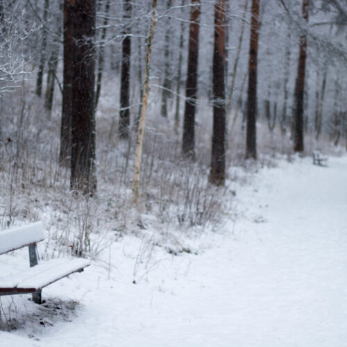 В новосибирских парках начали арендовать электроснегокаты