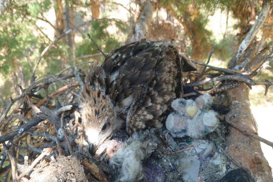 Игрушка в гнезде