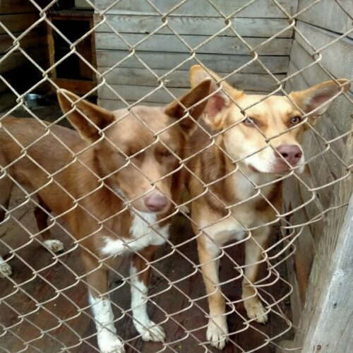 «Это истории предательства»: в Новосибирске после окончания дачного сезона стало больше бездомных животных