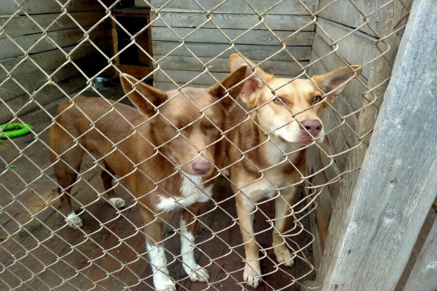 «Это истории предательства»: в Новосибирске после окончания дачного сезона стало больше бездомных животных