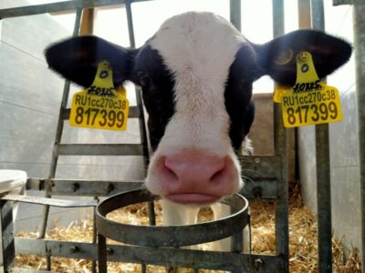В Новосибирской области число молочных коров сократилось на 6,2 тысячи голов