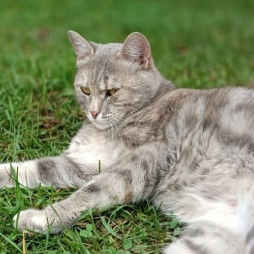 В Новосибирске возбудили четыре дела о чрезмерном количестве домашних животных