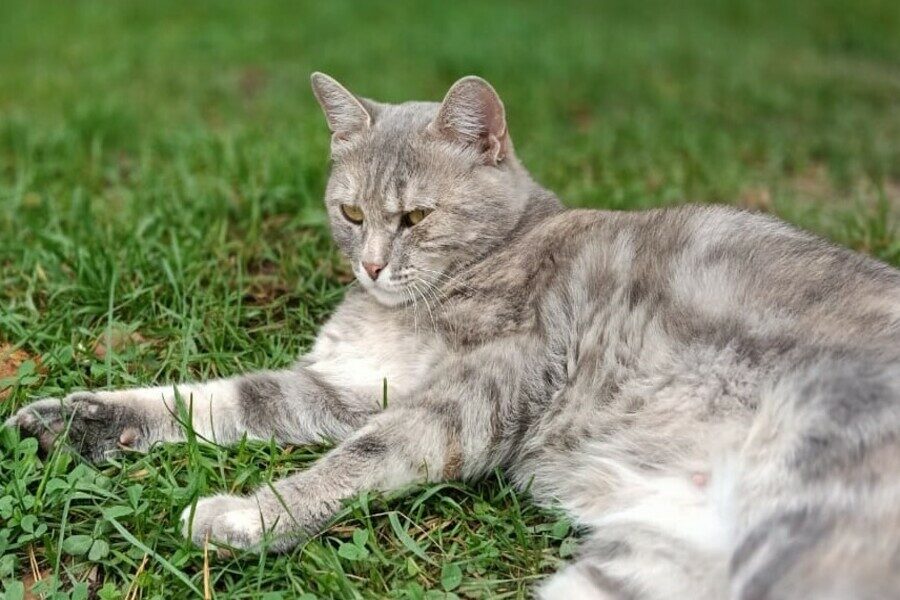 В Новосибирске возбудили четыре дела о чрезмерном количестве домашних животных